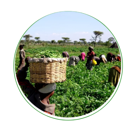 ugandan BEANS FRESH FROM THE farm cedo_seeds_uganda (4) ugandan BEANS FRESH FROM THE farm cedo_seeds_uganda (4)