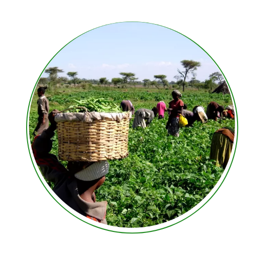 ugandan BEANS FRESH FROM THE farm cedo_seeds_uganda (4) ugandan BEANS FRESH FROM THE farm cedo_seeds_uganda (4)