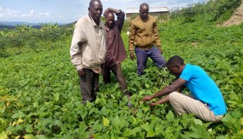 Extension services provided at Kamukamu FG in Lyantonde Extension services provided at Kamukamu FG in Lyantonde