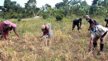 Members of Sossolya Bwatafa Farmers Group harvest beans in their demonstration garden. Members of Sossolya Bwatafa Farmers Group harvest beans in their demonstration garden.