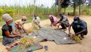 Sossolya Bwatafa Farmers Group open bean pods to get the beans. (Photo by Michael J Ssali) Sossolya Bwatafa Farmers Group open bean pods to get the beans. (Photo by Michael J Ssali)