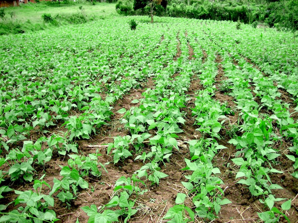 One of the DDBC project Bean field