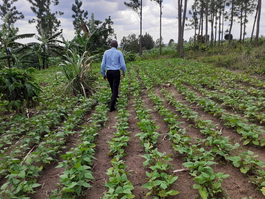Well Spaced Field Lined Beans. At CEDO, We Emphasize the Importance of Spacing and Seed Rate Crop Production to our Farmers