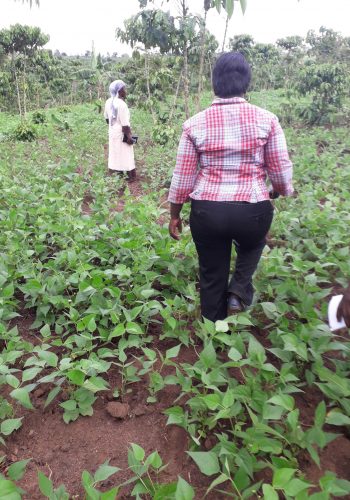Gloria from CEDO in field visitng some of the gardens of beneficiaries of the project Gloria from CEDO in field visitng some of the gardens of beneficiaries of the project