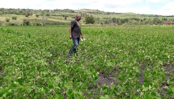 mwanje Nason in his bean garden at kasambya lwengo district3 Mwanje Nason in his bean garden at Kasambya Lwengo District
