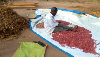 A Farmer Threshing beans. This project was funded by IDRC and in collaboration with CEDO and NARO. A Farmer Threshing beans. This project was funded by IDRC and in collaboration with CEDO and NARO.