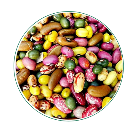 cedo_ugandas_leading_seeds_suppliers_cedo_farmers (7) cedo_ugandas_leading_seeds_suppliers_cedo_farmers (7)