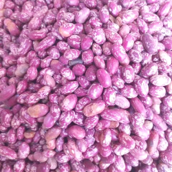 best_quality_Narobean_2_aka_nambaale_omumpi_seeds_supplied_by_cedo_seeds best_quality_Narobean_2_aka_nambaale_omumpi_seeds_supplied_by_cedo_seeds