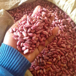 best_quality_Nabe_19_bean_seeds_from_namulonge_supplied_by_cedo_seeds best_quality_Nabe_19_bean_seeds_from_namulonge_supplied_by_cedo_seeds