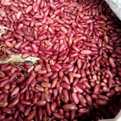 best_yield_NABE_14_aka_NAADS_beans_seeds_supplied_by_cedo_seeds best_yield_NABE_14_aka_NAADS_beans_seeds_supplied_by_cedo_seeds