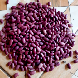 high_quality_Narobean_6_aka_wayirimu_bean_seeds_supplied_by_cedo_seeds high_quality_Narobean_6_aka_wayirimu_bean_seeds_supplied_by_cedo_seeds