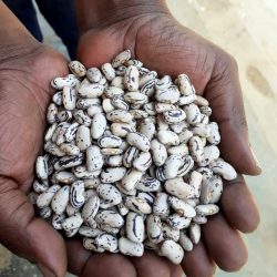 best_quality_Narobean_1_aka_Masavu_seeds_supplied_by_cedo_seeds best_quality_Narobean_1_aka_Masavu_seeds_supplied_by_cedo_seeds