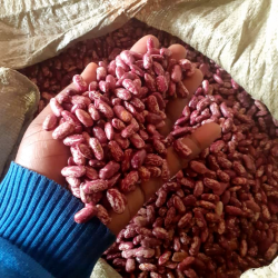 best_quality_NABE_4_aka_nambaale_omuwanvu_long_beans_supplied_by_cedo_seeds best_quality_NABE_4_aka_nambaale_omuwanvu_long_beans_supplied_by_cedo_seeds