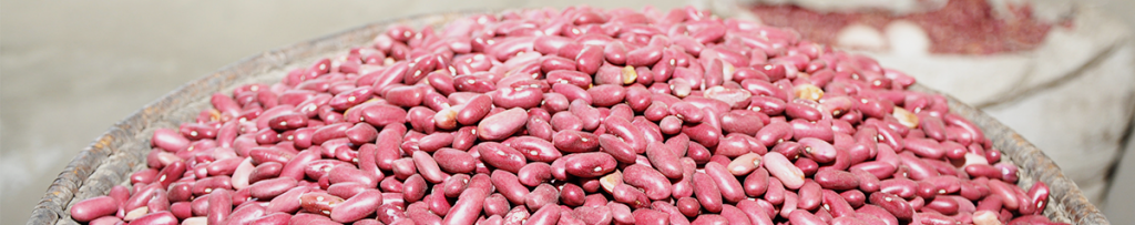 CEDO Seeds provides high-quality, resilient bean seeds for Ugandan farmers
