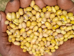 NAROBEAN_3_ yellow_beans cedo_seeds_uganda