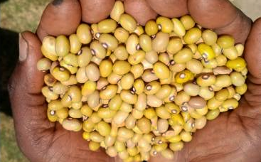 NAROBEAN_3_ yellow_beans cedo_seeds_uganda